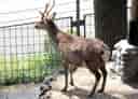動物図鑑・ヤクシカ 2